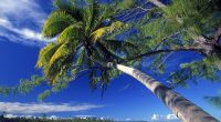 Palm Tree Society Island Beach9176118008 200x110 - Palm Tree Society Island Beach - tree, Society, Palm, Maldives, Island, Beach